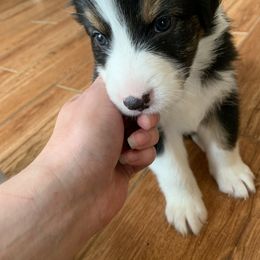 Australian Shepherd Puppies from Sunshine State Australian Shepherds