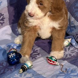 Girl 4 pink collar Bow - Red female Bernedoodle puppy in Cody, Wyoming from Yellowstone Breeders