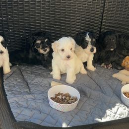 Miniature Schnauzer Puppies from Chambers Schnauzers
