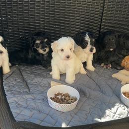 Miniature Schnauzer Puppies from Chambers Schnauzers