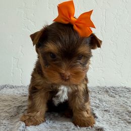 Lucky - Chocolate and tan male Yorkshire Terrier puppy in Los Angeles, California from 818 Yorkies