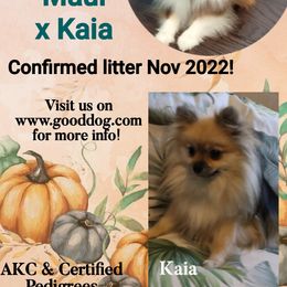 Pomeranian Puppies from Hemolele Poms