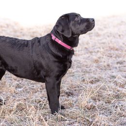 Indy - Labrador Retriever