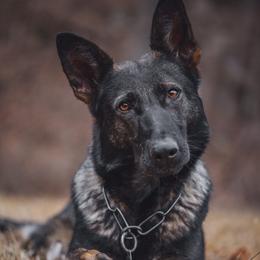 Mabou - German Shepherd