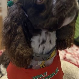 Cocker Spaniel All Grown Up from Trulove Cocker Spaniels