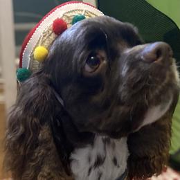 Cocker Spaniel All Grown Up from Trulove Cocker Spaniels