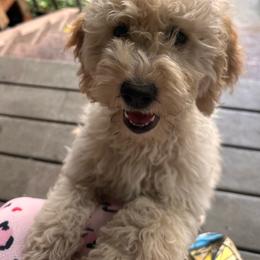 Girl 1 - Cream female Goldendoodle puppy in Gig Harbor, Washington from Sandy’s Goldendoodles