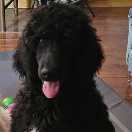 Carhartt - Black male Poodle puppy in Poplar Bluff, Missouri from Jazzy's Standards poodles