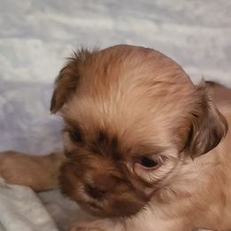 Shih Tzus from Pure Hearts