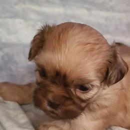 Shih Tzus from Pure Hearts