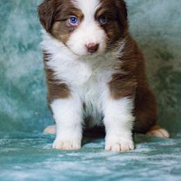 Australian Shepherd Puppies from Lovable Little Aussies