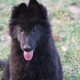 Finlay - Black male Belgian Tervuren puppy in South Point, Ohio from Aftershock Belgians