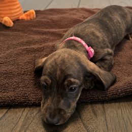 Girl 2 - Brindle Dachshund puppy in San Clemente, California from Lily’s Mini Dachshunds