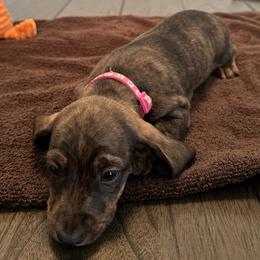 Girl 2 - Brindle Dachshund puppy in San Clemente, California from Lily’s Mini Dachshunds