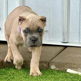 Purple collar - Gray and fawn female Cane Corso puppy in Nashville, Tennessee from Worldwide Kennels
