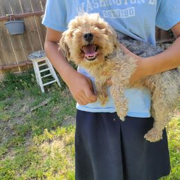 Girl 1 - female Yorkipoo puppy in Laton, California from McMillan Family Kennels