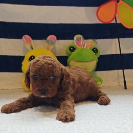 Jorie - Red female Cavapoo puppy in Dallas, Texas from Halo's Heroes Doodles