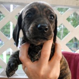 Duchess - Chocolate and tan female Dachshund puppy in Aiken, South Carolina from Ming's Mongols