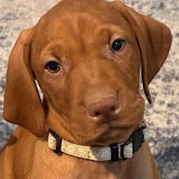 Vizsla Puppies from CBJ Vizslas