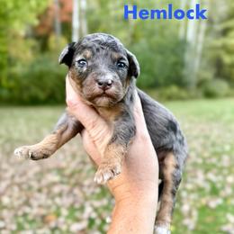 Hemlock - Merle male Bernedoodle puppy in Midland, Michigan from Northern Charm Farm