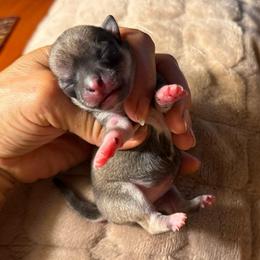 Fawn female price: 6,500 - Fawn female Chihuahua puppy in Summerfield, Florida from Uey’s Chihuahuas