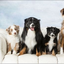 Miniature Australian Shepherd Puppies from Royal Aussies of Virginia