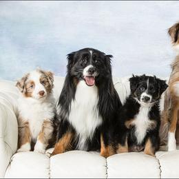 Miniature Australian Shepherd Puppies from Royal Aussies of Virginia