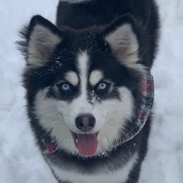 Pomskies from Happy Hills Kennels