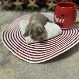Dachshund Puppies from Honey Creek Doxies