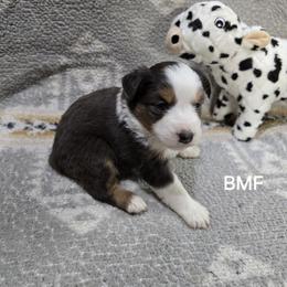 Girl 3 - Black tri female Miniature Australian Shepherd puppy in Bend, Oregon from Badlands Toy and Mini Aussies