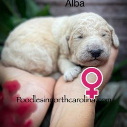 Alba - Cream female Poodle puppy in Greenville, North Carolina from Grace Poodles