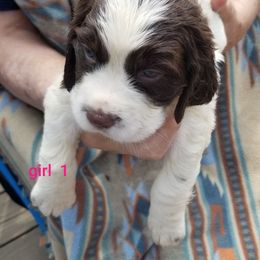 Girl 1 - Liver and white female English Springer Spaniel puppy in St. Louis, Michigan from Jo's Gems Springer