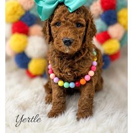 Yertle - Red  female Goldendoodle puppy in State Road, North Carolina from Must Love Doodles