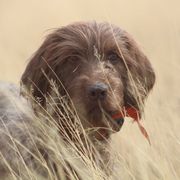Pudelpointers from Iron Rod Gun Dogs