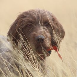 Pudelpointers from Iron Rod Gun Dogs