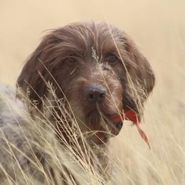 Pudelpointers from Iron Rod Gun Dogs