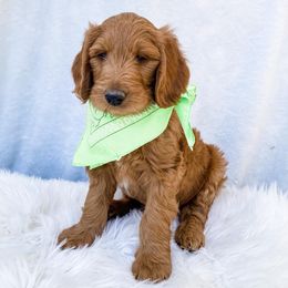 Goldendoodle Puppies from Celebrity Doodles DFW