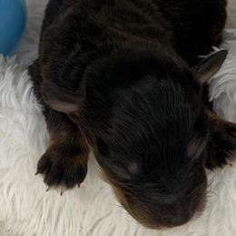 Chickie - Liver male Miniature Schnauzer puppy in Milmay, New Jersey from Butterleaf Farms