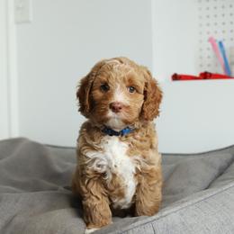 Blue - Caramel male Australian Labradoodle puppy in Williamstown, New York from Lewis Manor Labradoodles