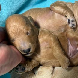 Girl 1 - Red  female Goldendoodle puppy in Kearneysville, West Virginia from Daydreamer