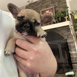 Girl 2 - female French Bulldog puppy in Seneca, South Carolina from Keowee Kennels