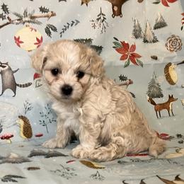 Coton de Tulear Puppies from Cooks’ Cotonpoos