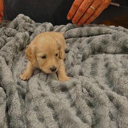 Biscuit - Cream male Dachshund puppy in Augusta, Georgia from Cherokee Hill Dachshunds