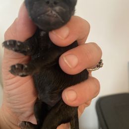 Peggy Pugpool - Black female Pug puppy in Onalaska, Washington from Cupid’s Pugs