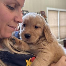 Comet - Dark golden male Golden Retriever puppy in Seville, Ohio from Retriever Ranch