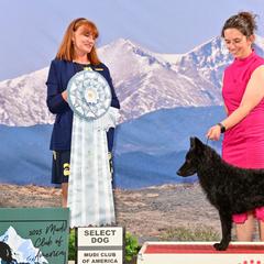 Icelandic Sheepdogs and Mudis from Velaris