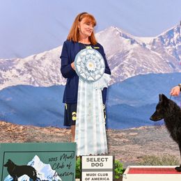 Icelandic Sheepdogs and Mudis from Velaris