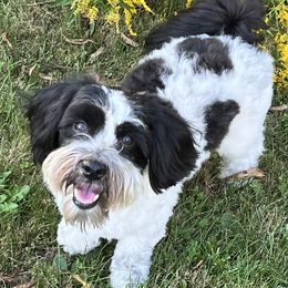Buster - Havanese