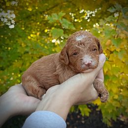 Green Collar Boy - Red  male Poodle puppy in Modesto, California from Dry Creek Poodles
