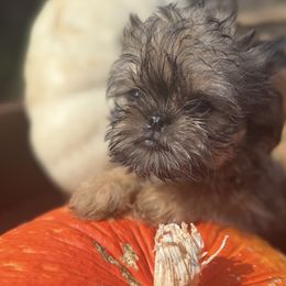 Ginger - Red female Brussels Griffon puppy in Brooks, Georgia from Brooks Berner Bears & Brussels Griffons